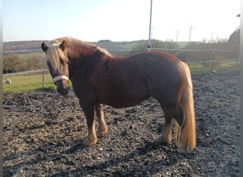 Cavallo della foresta nera, Giumenta, 5 Anni, 138 cm, Sauro scuro
