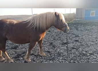 Cavallo della foresta nera, Giumenta, 5 Anni, 138 cm, Sauro scuro