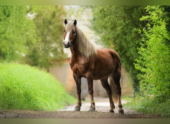 Cavallo della foresta nera, Giumenta, 5 Anni, 145 cm