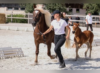 Cavallo della foresta nera, Giumenta, 6 Anni, 152 cm, Sauro scuro