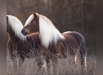 Cavallo della foresta nera, Giumenta, 6 Anni, 152 cm, Sauro scuro