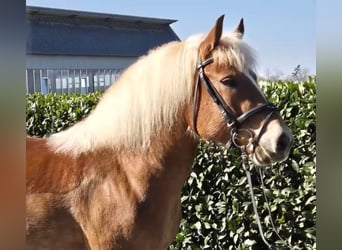 Cavallo della foresta nera, Giumenta, 7 Anni, 145 cm, Sauro