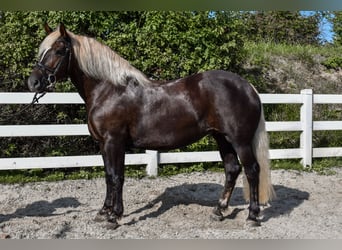Cavallo della foresta nera, Giumenta, 7 Anni, 155 cm, Sauro scuro