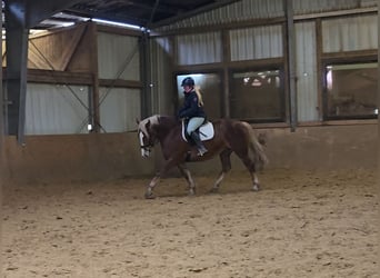 Cavallo della foresta nera Mix, Giumenta, 8 Anni, 156 cm