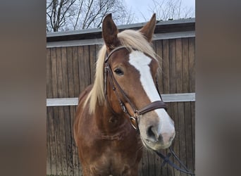 Cavallo della foresta nera Mix, Giumenta, 8 Anni, 156 cm