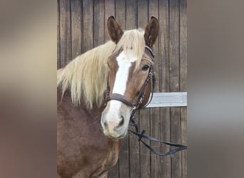 Cavallo della foresta nera Mix, Giumenta, 8 Anni, 156 cm