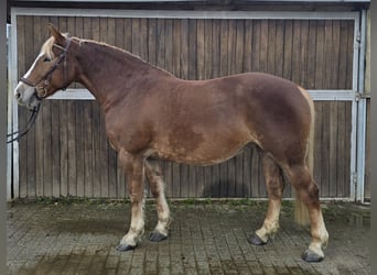 Cavallo della foresta nera Mix, Giumenta, 8 Anni, 156 cm