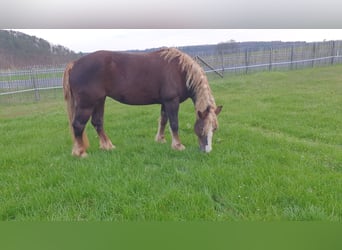 Cavallo della foresta nera, Giumenta, 9 Anni, 152 cm, Sauro scuro