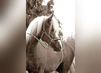 Cavallo della foresta nera, Giumenta, 9 Anni, 153 cm, Sauro scuro
