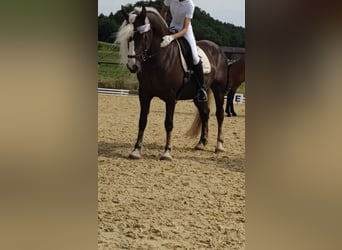 Cavallo della foresta nera, Giumenta, 9 Anni, 153 cm, Sauro scuro