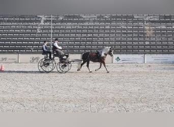 Cavallo della foresta nera, Giumenta, 9 Anni, 153 cm, Sauro scuro