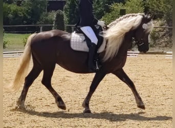 Cavallo della foresta nera, Giumenta, 9 Anni, 153 cm, Sauro scuro
