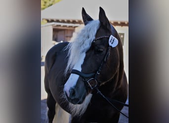 Cavallo della foresta nera, Giumenta, 9 Anni, 153 cm, Sauro scuro