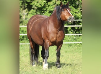 Cavallo della foresta nera, Giumenta, 9 Anni, 154 cm, Baio