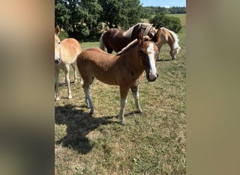 Cavallo della foresta nera, Giumenta, Puledri (05/2026)