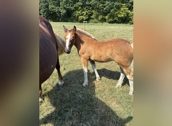 Cavallo della foresta nera, Giumenta, Puledri (05/2026)