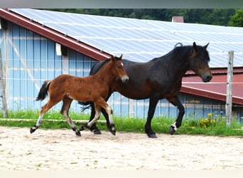 Cavallo della foresta nera, Stallone, 1 Anno, 155 cm, Baio