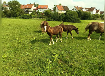 Cavallo della foresta nera, Stallone, 1 Anno, 155 cm, Sauro scuro