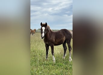 Cavallo della foresta nera, Stallone, 1 Anno, Sauro scuro