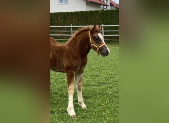 Cavallo della foresta nera, Stallone, 1 Anno, Sauro scuro