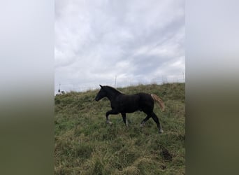 Cavallo della foresta nera, Stallone, 1 Anno, Sauro scuro