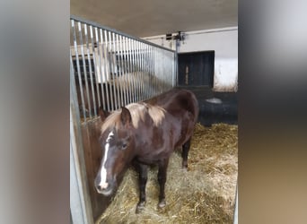 Sauro-della-foresta-nera Sauro-scuro comprare e vendere