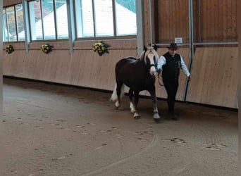 Cavallo della foresta nera, Stallone, 2 Anni, 149 cm, Sauro scuro