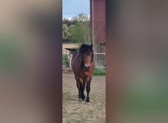 Cavallo della foresta nera, Stallone, 2 Anni, Baio