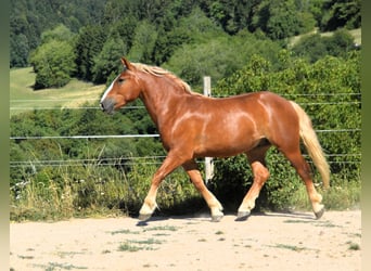 Cavallo della foresta nera, Stallone, 2 Anni, Sauro