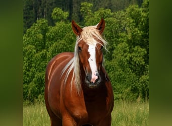 Cavallo della foresta nera, Stallone, 2 Anni, Sauro