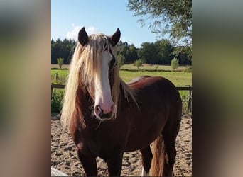 Cavallo della foresta nera, Stallone, 9 Anni, 148 cm, Sauro scuro