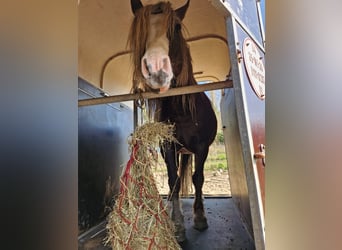 Cavallo della foresta nera, Stallone, 9 Anni, 148 cm, Sauro scuro