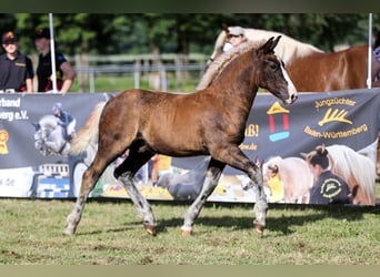 Cavallo della foresta nera, Stallone, Puledri (03/2026), 150 cm, Sauro scuro