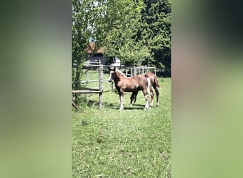 Cavallo della foresta nera, Stallone, Puledri (03/2026), 150 cm, Sauro scuro