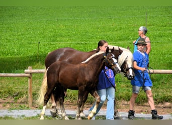 Cavallo della foresta nera, Stallone, Puledri
 (03/2024), 152 cm, Sauro scuro