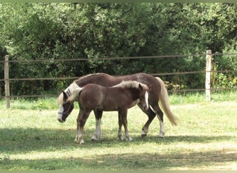 Cavallo della foresta nera, Stallone, Puledri (04/2026), 155 cm, Sauro