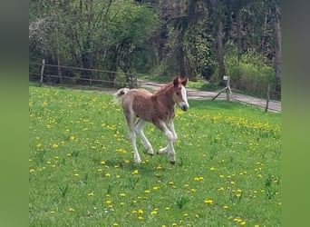 Cavallo della foresta nera, Stallone, Puledri (04/2026), 155 cm, Sauro