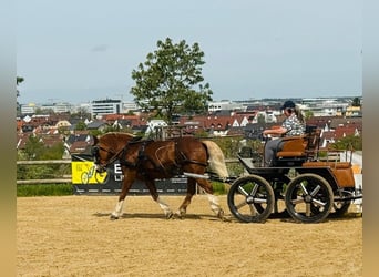 Cavallo della foresta nera, Stallone, Puledri
 (04/2024), 156 cm