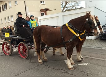 Cavallo della foresta nera, Stallone, Puledri
 (04/2024), 156 cm