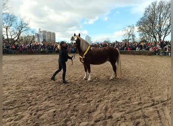 Cavallo della foresta nera, Stallone, Puledri
 (04/2024), 156 cm