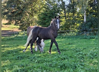 Cavallo della foresta nera, Stallone, Puledri (01/2026)