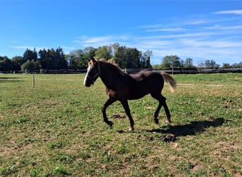Cavallo della foresta nera, Stallone, Puledri (01/2026)