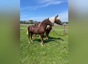 Cavallo della foresta nera, Stallone, Puledri
 (04/2024)