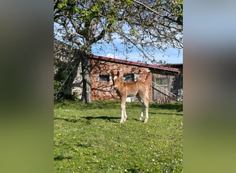 Cavallo della foresta nera, Stallone, Puledri (04/2024)