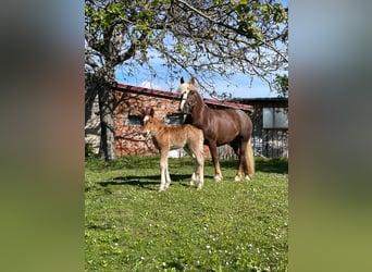 Cavallo della foresta nera, Stallone, Puledri (04/2024)