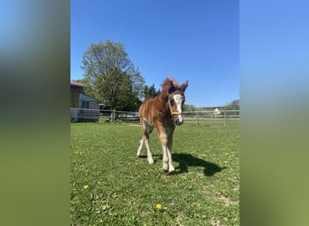 Cavallo della foresta nera, Stallone, , Sauro scuro