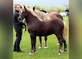 Cavallo della foresta nera, Stallone, Puledri (04/2025), Sauro scuro