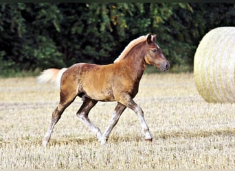 Cavallo della foresta nera, Stallone, Puledri (04/2024), Sauro scuro