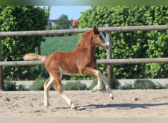 Cavallo della foresta nera, Stallone, Puledri (04/2026), Sauro scuro
