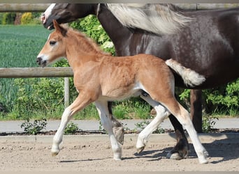 Cavallo della foresta nera, Stallone, Puledri (04/2026), Sauro scuro